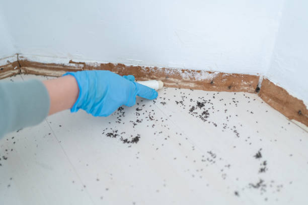 Best Pest Prevention Services  in Ruidoso Downs, NM